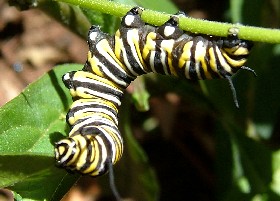 Monarch caterpillar