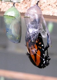 Monarch Butterfly emerging