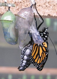 Monarch Butterfly emerging