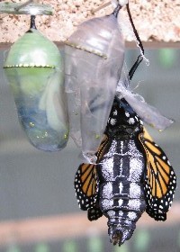Monarch Butterfly emerging