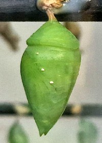 Blue morpho chrysalis