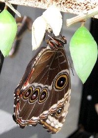 Blue morpho chrysalis