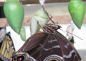 Blue Morpho Butterfly Cocoon