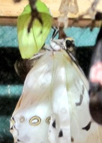 White morpho chrysalis