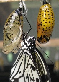 Tree Nymph chrysalis