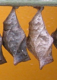 Owl Butterfly chrysalis