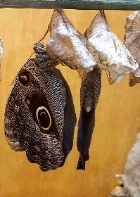 Owl Butterfly emerging