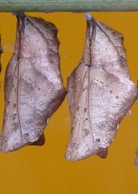 Owl Butterfly chrysalis