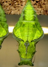 Swallowtail chrysalis