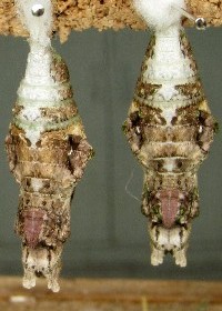 Swallowtail chrysalis