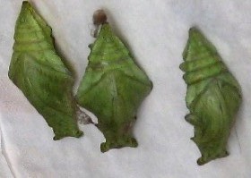 Pupa
