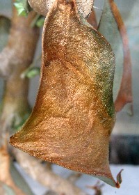 Atlas Moth pupa