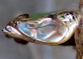 metallic Butterfly chrysalis
