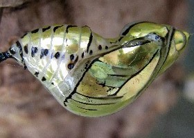 Tigerwing Butterfly Chrysalis
