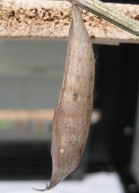 Purple Mort Bleu chrysalis