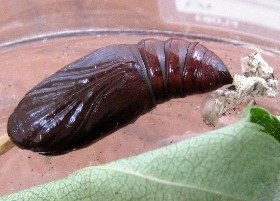 Copper Underwing pupa