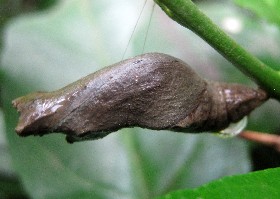 Great Yellow Mormon chrysalis