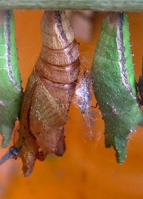 Chrysalis