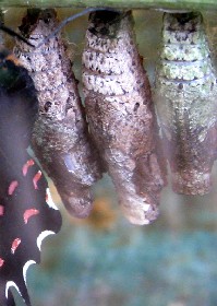 Cattleheart Butterfly Pupae