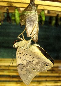 Purple King Shoemaker chrysalis