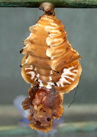 Semperi Batwing butterfly chrysalis