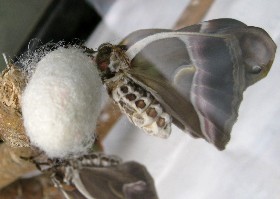 Eri Silk Moth Cocoon