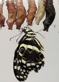 Citrus Swallowtail Pupa