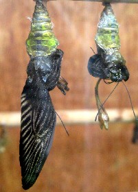 Great Yellow Mormon Swallowtail chrysalis