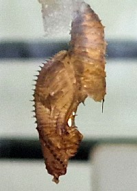 Hecale Tiger Longwing chrysalis