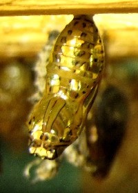 Tigerwing chrysalis