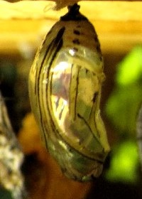 Tigerwing chrysalis
