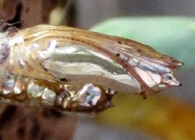 Clearwing Butterfly chrysalis