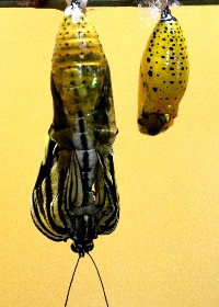 Tree Nymph emerging from chrysalis