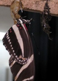 Zebra Longwing emerging from chrysalis