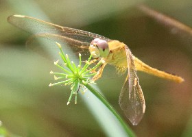 Common Scarlet Dragonfly