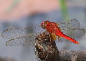 Common Scarlet Dragonfly