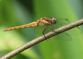 Orange Skimmer Dragonfly