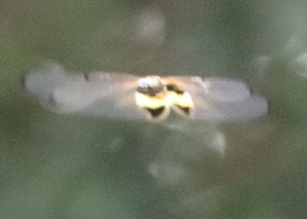 Yellow-barred Flutterer Singapore