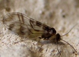 Fly type