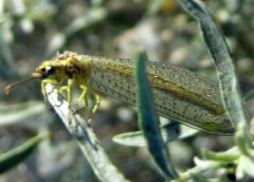 Antlion
