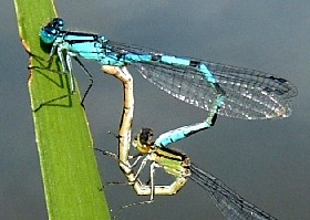 Damselfly