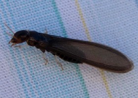 Termite