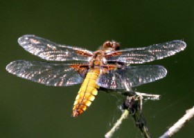 Broad-bodied Chaser female