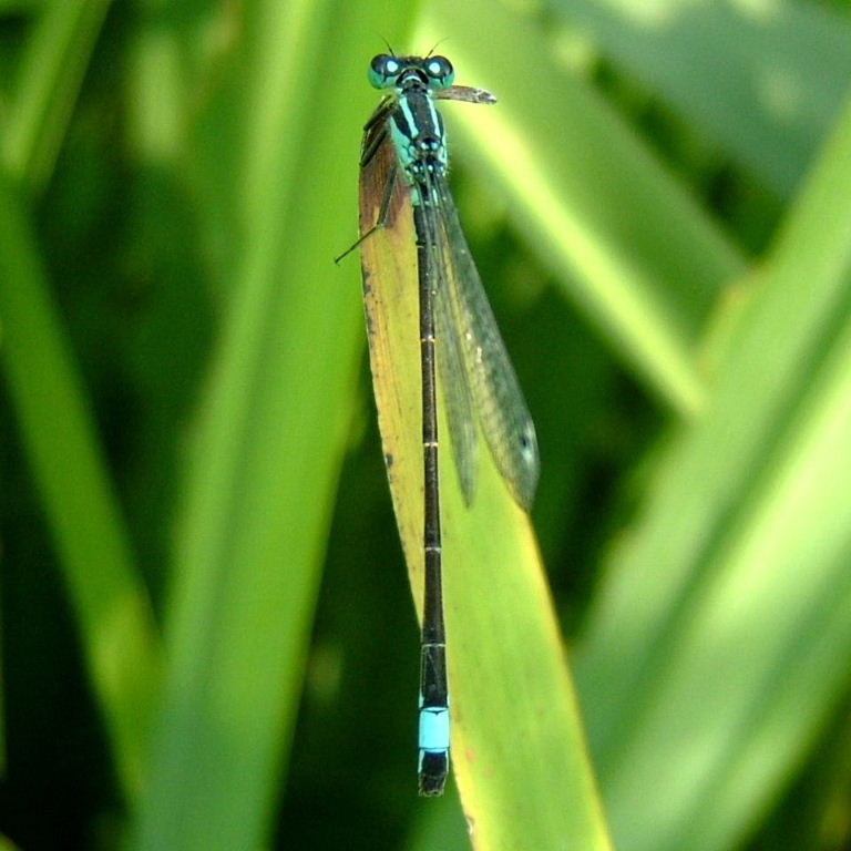 Blue-tailed Damselfly male