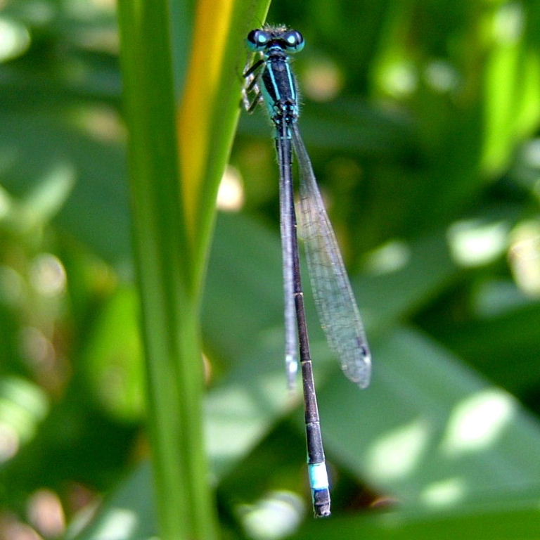 Blue-tailed Damselfly