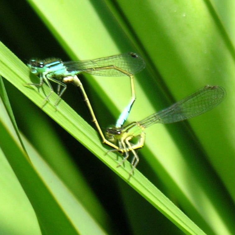 Blue-tailed Damselfly pair infuscans