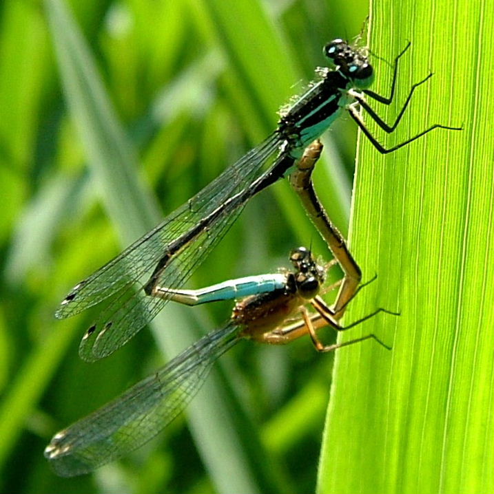 Blue-tailed Damselflies in heart-shaped wheel