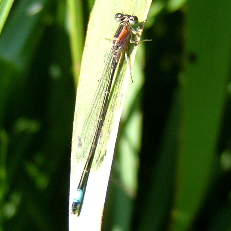 Blue-tailed Damselfly female pink