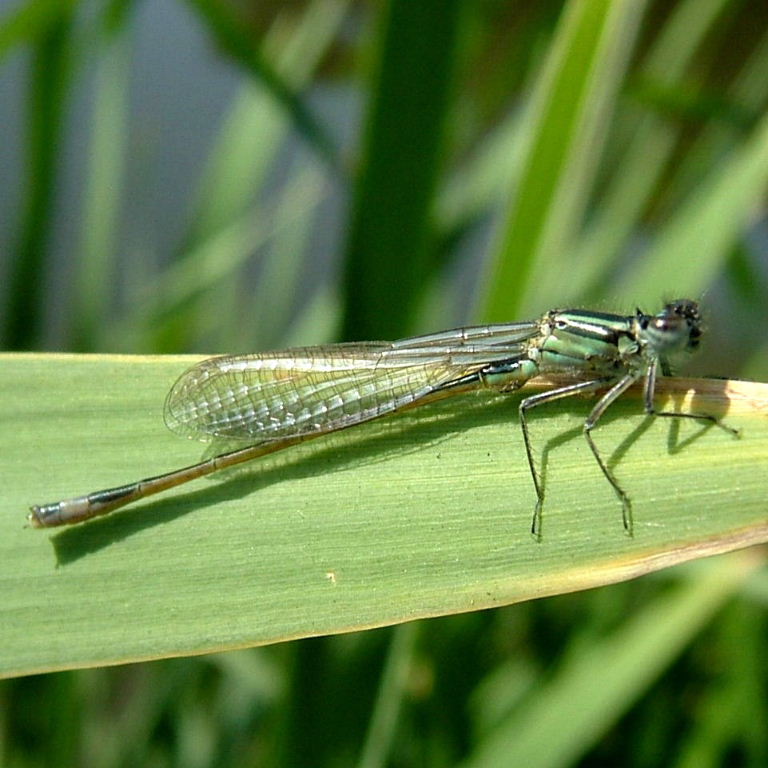Blue-tailed Damselfly green form