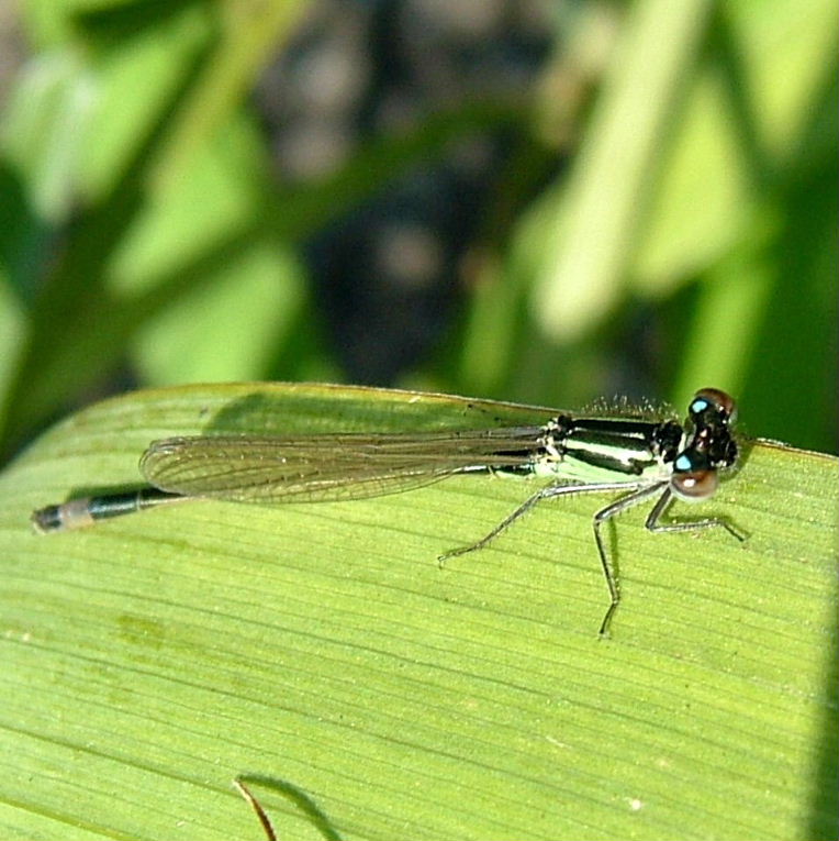 Blue-tailed Damselfly green form